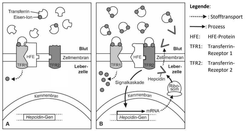 Schematische Darstellung der Hepcidin-Regulation durch Transferrin-Rezeptoren in einer Leberzelle.